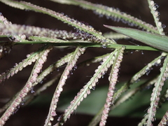Paspalum paniculatum