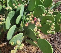 Opuntia cacanapa