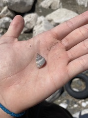 Cenchritis muricatus