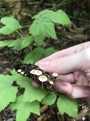 Strobilurus occidentalis