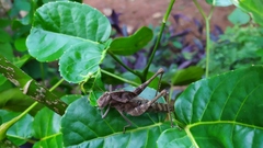 Xyleus discoideus