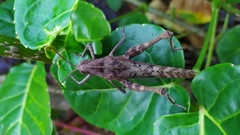 Xyleus discoideus