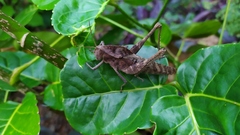 Xyleus discoideus