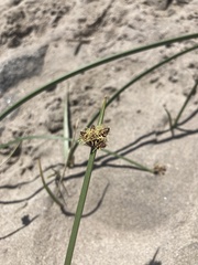 Schoenoplectus pungens