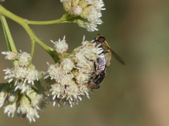 Helophilus latifrons