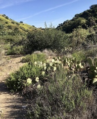 Opuntia littoralis