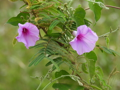 Ipomoea rubens