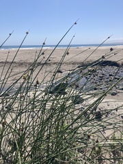 Schoenoplectus pungens