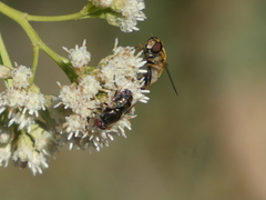 Helophilus latifrons