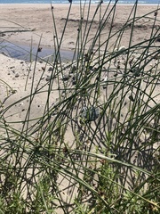 Schoenoplectus pungens