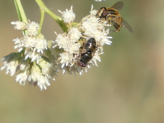 Helophilus latifrons