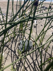 Schoenoplectus pungens