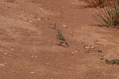 Anthus australis