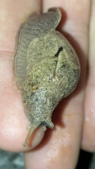 Fastosarion paluma