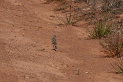 Anthus australis