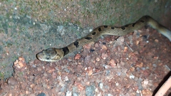 Leptodeira polysticta