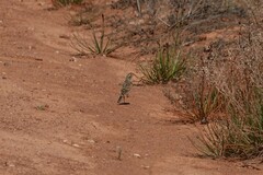 Anthus australis