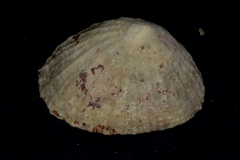 Patella vulgata