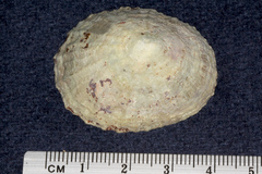 Patella vulgata