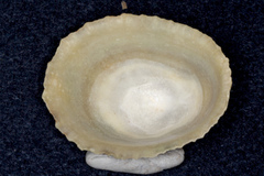 Patella vulgata