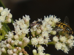 Helophilus latifrons