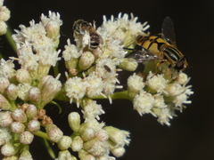 Helophilus latifrons