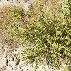 Brickellia veronicifolia