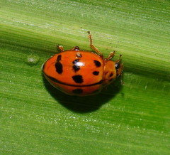 Harmonia octomaculata