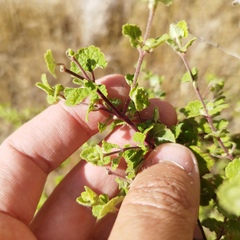 Brickellia veronicifolia