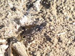 Pompiloidea