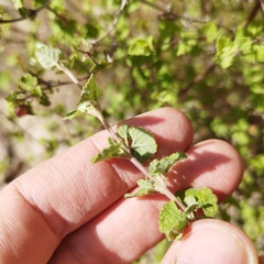 Brickellia veronicifolia