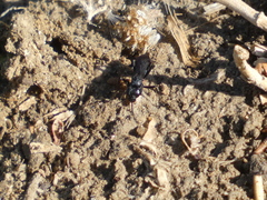 Pompiloidea