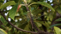 Anax parthenope julius