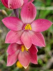 Thelymitra × macmillanii