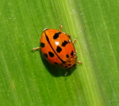 Harmonia octomaculata