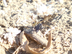 Pompiloidea