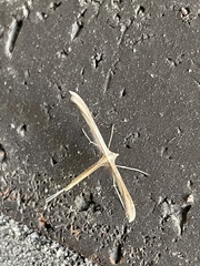 Stenoptilia zophodactylus