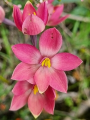 Thelymitra × macmillanii