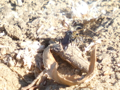 Pompiloidea