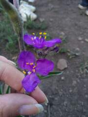 Tradescantia crassifolia
