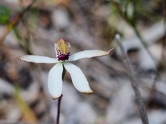 Caladenia cucullata