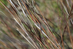 Heteropogon contortus