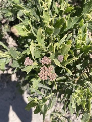 Tessaria absinthioides