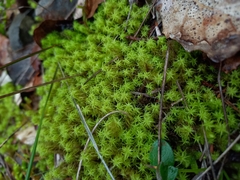 Tortella squarrosa