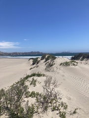 Tessaria absinthioides