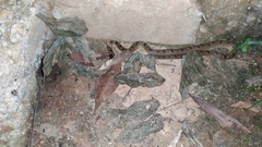 Leptodeira polysticta