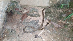 Leptodeira polysticta