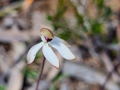 Caladenia cucullata