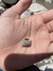 Cenchritis muricatus