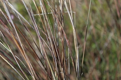 Heteropogon contortus